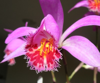 Pleione Asama 'Red Grouse'